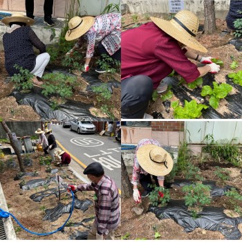 [선배시민 자원봉사단] 실버그린파머 4회기 진행 이미지