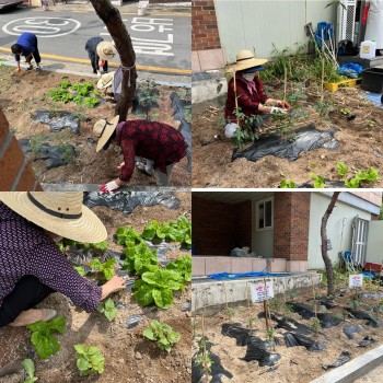 [선배시민 자원봉사단] 실버그린파머 5회기 진행 이미지