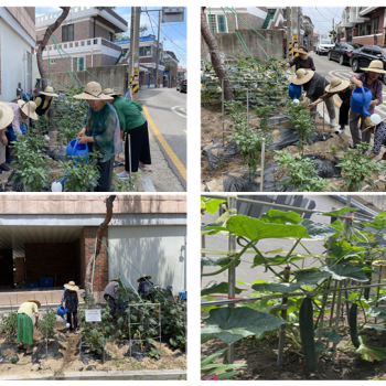 [선배시민 실버그린파머] 4회기 자원봉사활동(텃밭관리) 진행 이미지