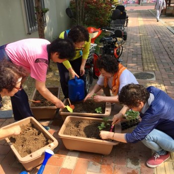 [분관/기린봉노인복지관]텃밭가꾸기 2회차 진행 이미지