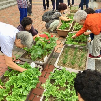 [분관/기린봉노인복지관]텃밭가꾸기 10회기 진행 이미지